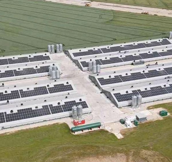 Aerial view of a large rooftop solar project on agricultural buildings, showcasing sustainable energy solutions implemented by Ortus Energy for Amber - Hook Two Sisters. The image highlights the integration of solar panels into the agricultural landscape, emphasizing renewable energy's role in modern farming practices.